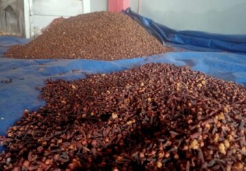 Harga Cengkih di Ambon stabil Rp117.000 Perkilogram
