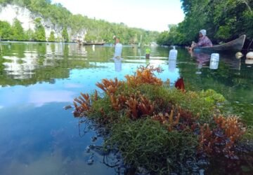 Dusun Wawasa: Keindahan Alam dan Potensi Rumput Laut yang Tersembunyi