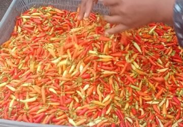 Harga Cabai, Tomat dan Buncis di Pasar Mardika Ambon Hari Ini 28 Mei 2024