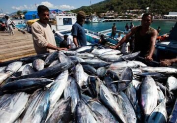 Hongkong dan Singapura Jadi Negara Pembeli Terbesar Hasil Perikanan Hidup dari Maluku