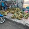 Musim Buah Tiba di Ambon: Rambutan Binjai hingga Cempedak Negeri Oma Mulai Membanjiri Pasar Pantai Losari