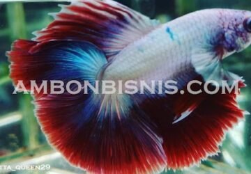 Penghobi Cupang Makin Banyak, Cupang Ambon Community Akan Menggelar Pameran dan Latber Cupang Hias Ambon 2021