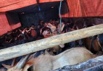 Jelang Ramadhan, Balai Karantina Maluku Periksa 50 Ekor Kambing Tujuan Timika