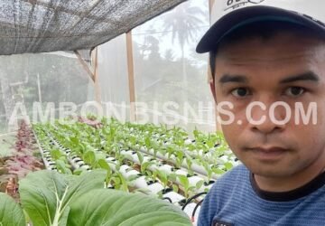 Jual Sayuran Online, Petani Hidroponik Ambon Bertahan di Tengah Pandemi