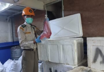 Karantina Maluku Pastikan Keamanan dan Kualitas Tuna dan Gurita dari Kepulauan Sula