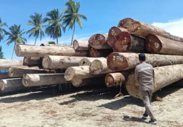 Kayu Meranti dari Namrole Dinyatakan Aman untuk Dikirim ke Deli Serdang