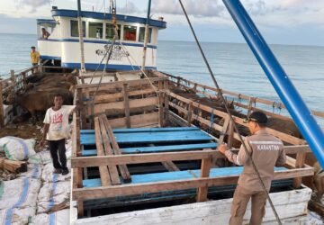 Mendekati Idul Adha 2024, Sapi Seram Dikirim ke Sorong