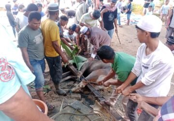 Pemotongan Hewan Qurban di Kampung Wara Kembang Buton Ambon