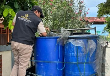 Terkonfirmasi Sehat, 6.500 Belut Dari Pulau Buru Berlayar Menuju Jakarta