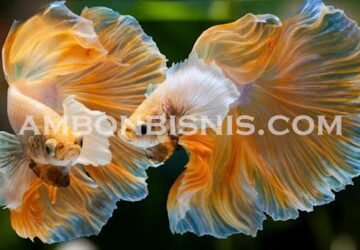 Tips Menjual Ikan Hias Cupang Laris Manis Di Ambon