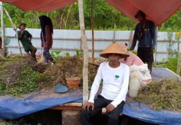 HKTI SBT dan Kelompok Tani Berjuang Mandiri Panen Perdana Kacang Tanah