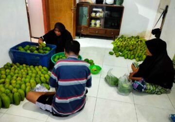 Wow! Di Ambon Bisnis Jual Beli Mangga Di Rumah Lewat Social Media