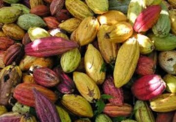 Nilai Tukar Petani Maluku Naik 2,07 Persen di Bulan April 2024