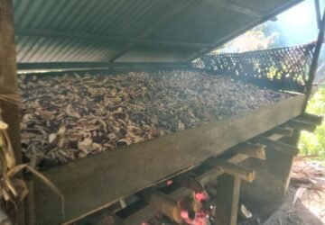 Bisnis Kopra Bapak Aswan Siompu: Mengolah Potensi Lokal menjadi Keberhasilan Berkelanjutan
