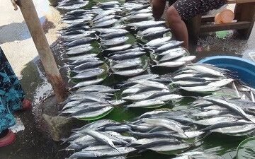 Wally : Harga Ikan Mahal, Harus Ada Upaya dari Dinas Perikanan Kota Ambon