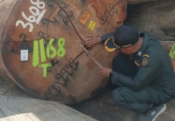 Ribuan Kayu Meranti Merah dari Buru Berlayar ke Sumatera Utara