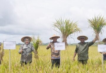 Panen Raya Padi di Maluku Tengah, Penjabat Bupati Rakib Sahubawa Serukan Penguatan Sektor Pertanian