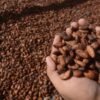 Harga Kakao Dunia Melonjak, Kemendag Tetapkan HPE Baru Agustus 2026