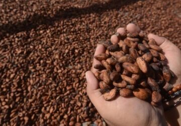 Harga Kakao Dunia Melonjak, Kemendag Tetapkan HPE Baru Agustus 2026
