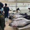 2,9 Ton Tuna Segar Maluku Diekspor ke Jepang dan AS