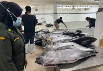2,9 Ton Tuna Segar Maluku Diekspor ke Jepang dan AS