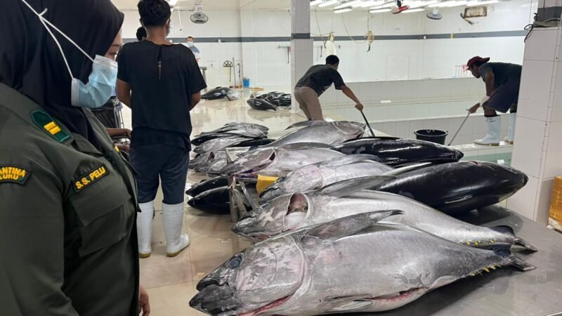 2,9 Ton Tuna Segar Maluku Diekspor ke Jepang dan AS